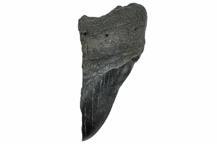 Partial Fossil Megalodon Tooth - South Carolina #328989